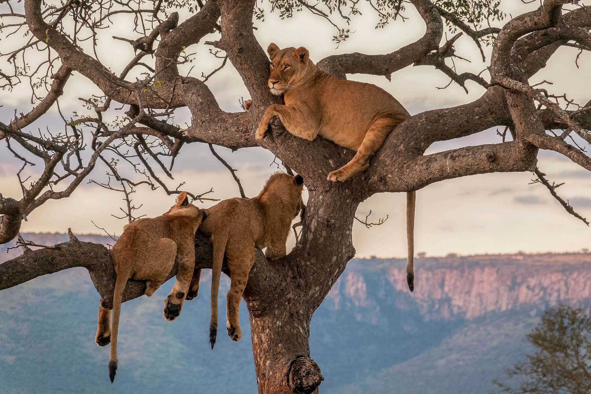 Tree climbing lions in Ishasha sector of Queen Elizabeth National Park A group of lions sitting on top of a tree
